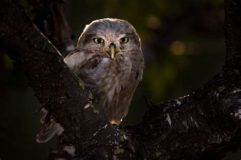 Winners And Honorable Mentions Of Bird Photographer Of The Year 2019