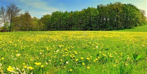 Meadow A Panoramic View Of A Lush Green Meadow Covered With Yellow