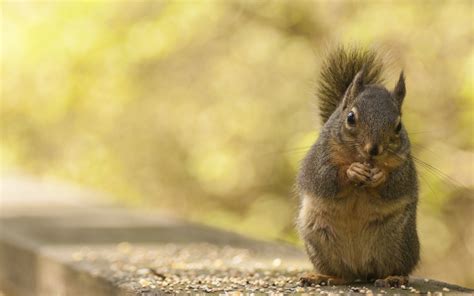 Wallpaper Animals Nuts Wildlife Whiskers Eating Rodent Fauna