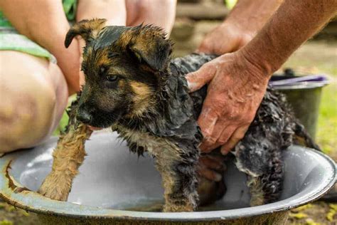 The problem with baby shampoos Can You Bathe A Puppy At 8 Weeks? | PUPPYFAQS