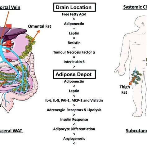 Description Of Body Fat Distribution In Humans Lower Body Fat Storage