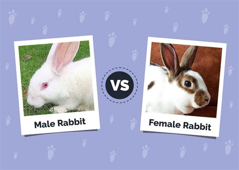 male vs female rabbit differences explained with pictures meowmybark
