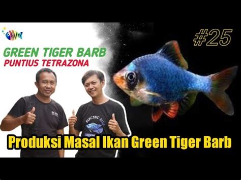 Budidaya Ikan Green Tiger Barb How To Breed Green Tiger Barb YouTube