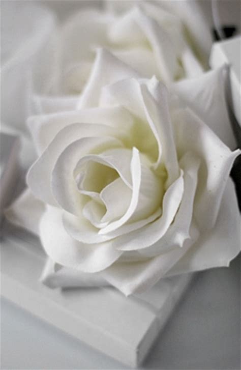 White Rose Flowers Photo 33460173 Fanpop