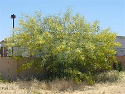 Sweet Acacia Tree Tucson Shaun Ridenour