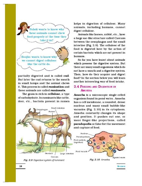 Ncert Book Class 7 Science Chapter 2 Nutrition In Animals Pdf