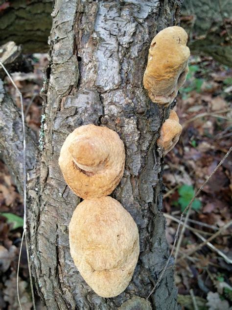Misidentifying Fungi The Old Oak Tree