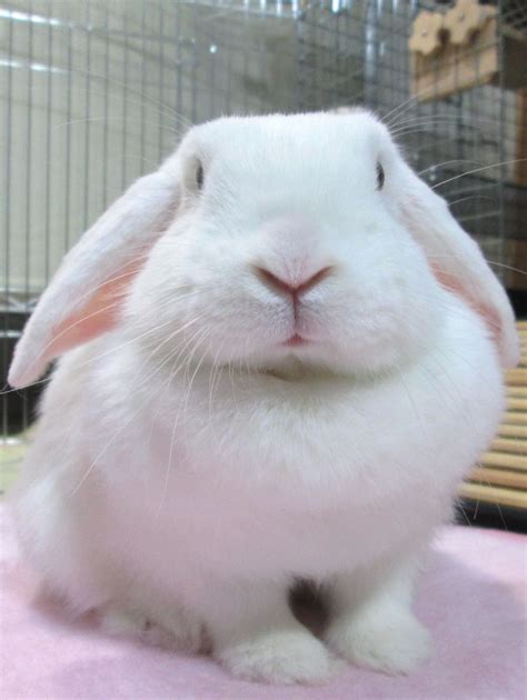 Holland Lop Blue Eyed White Bunny Rabbit Usa Silly Pics Silly Pictures