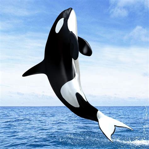 Pin On Killer Whale Orca
