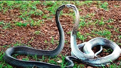 Snake Fight Cute Snake Funny Looking Animals Animals