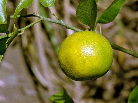 Growing Sweet Lime Trees How To Take Care Of A Sweet Lime Tree