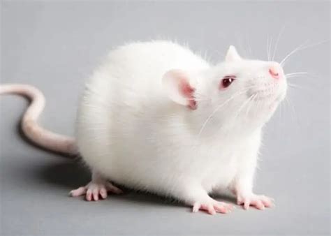 How Long Do Rats Live A Guide To Rat Lifespan Little Furry Pets