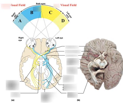 Visual Pathway Diagram Quizlet