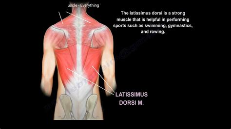 How To Remember The Latissimus Dorsi Muscle Anatomy Images And Photos