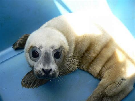 Cute Baby Seals 101 Pics