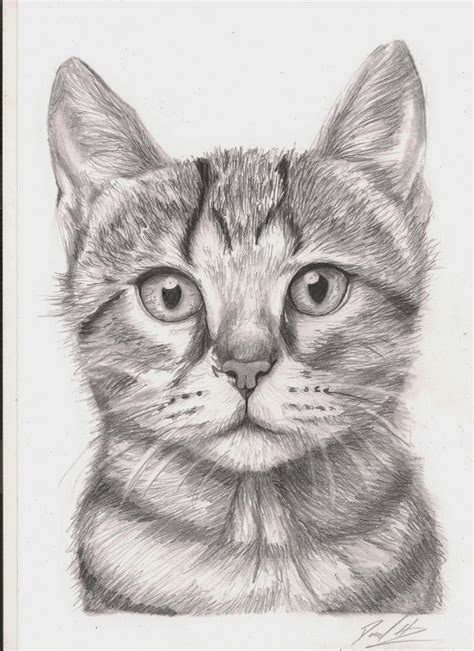 Scaredy Hare Pencil A4 Zeichnung Katzen A4 Hare Cats
