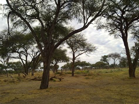 Khwai Development Trust Khwai Village Moremi Game Reserve Botswana