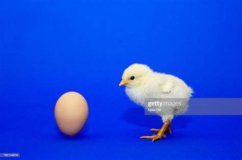Chick Looking At A Chickens Egg High Res Stock Photo Getty Images