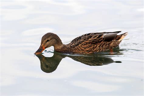 Duck Swim Stock Photo Download Image Now Istock