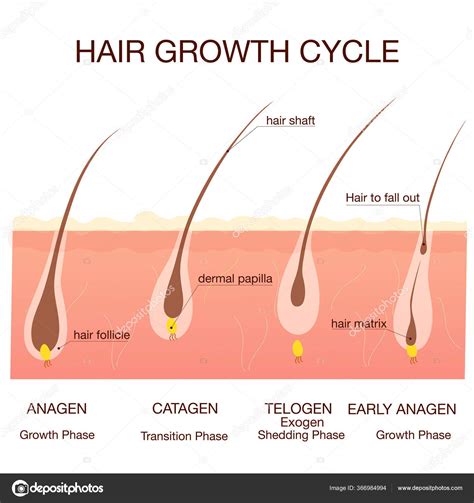 Hair Growth Phase Step By Stepstages Of The Hair Growth Cycle Stock