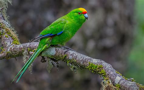 Download Wallpapers Yellow Crowned Parakeet Parrot Beautiful Green