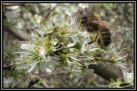 Honey Bee On Blackthorn Blossom The Bees Were Still Workin Flickr