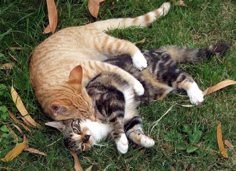 Kittens Playing Together Funny And Cute Cats Gallery