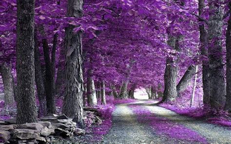 Its So Purple Nature Beautiful Nature Scenery
