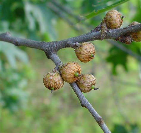 With their distinct, lobed leaves and acorns, oak trees are easily recognizable. Quercus velutina (black oak): Go Botany
