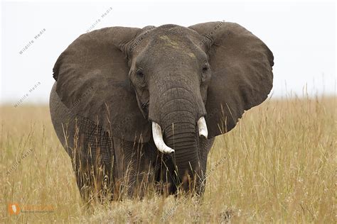 Afrikanischer Elefant Bulle Bild Bestellen Naturbilder Bei Wildlife Media