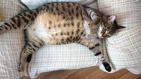 Bloating In Cats 12 Common Causes And How To Treat It