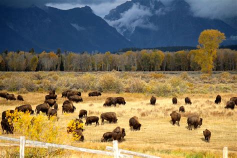 Bison Grizzly Country Wildlife Adventures Jackson Wyoming Yellowstone