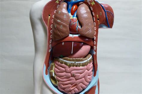 Begins with the structural characteristics of bones and muscle mass. ANATOMICAL TORSO MODEL - Mark Denver