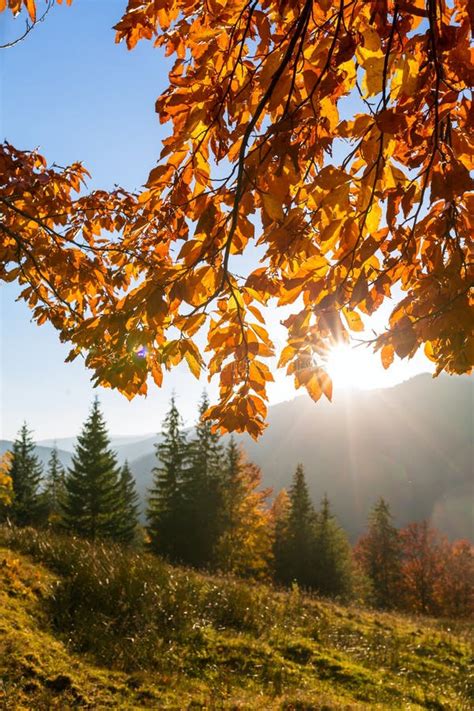 Beautiful Colorful Morning Scene With Autumn Trees In Carpathian