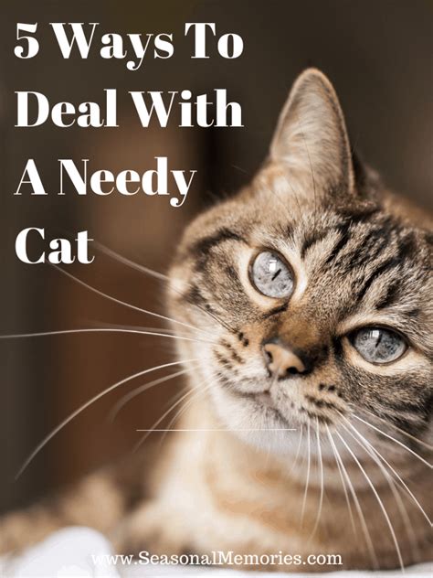 5 Ways To Deal With A Clingy Cat