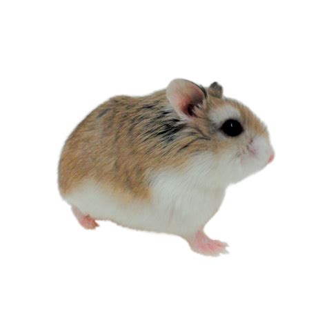 Roborovski Hamsters For Sale Robo Dwarf Hamsters For Sale Petco