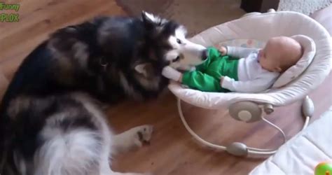 Dogs Protecting Babies Are Cute And Funny Video One Green Planet