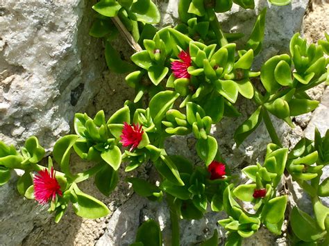 Primule, una pianta tipicamente primaverile, questa è molto facile da curare e regala dei bellissimi fiori colorati nei mesi di primavera. Informazione: Pianta Grassa Da Interno Con Fiori