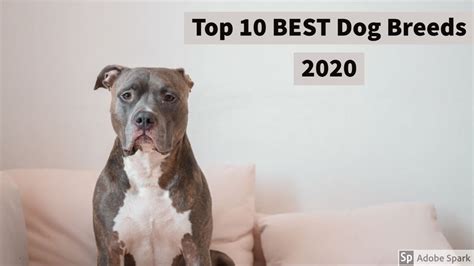 Top 10 Best Dog Breedsall Top 10 Youtube