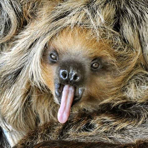55 Pictures Of Animals Showing Their Tongue Page 2 Of 4 Tail And Fur