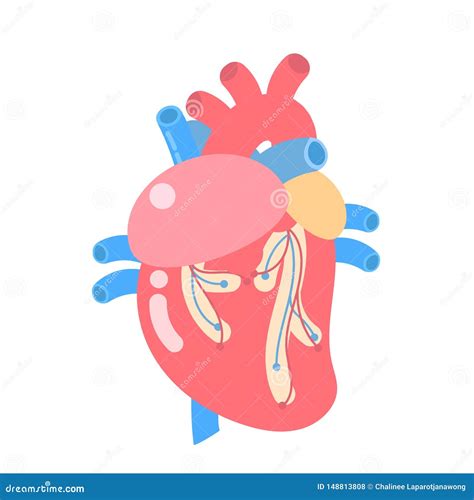 Medical Internal Organs Body Part Nervous System Anatomy Surgery Human