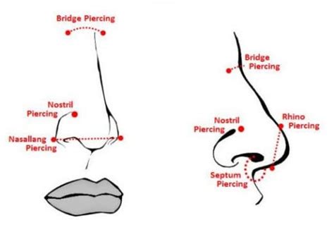 Nose Piercing Placement Chart