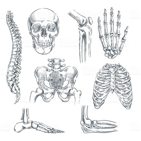Human Skeleton Bones And Joints Vector Sketch Isolated Skeleton