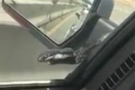 Snake Slithers Up Cars Bonnet On Highway