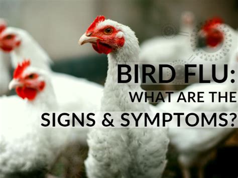 Bird Flu Virus Symptoms Swine Flu H1n1 Overview And More People May