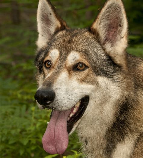 Is It Responsible To Breed Or Buy Wolf Dog Hybrids