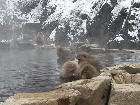 Mountain Spa For Monkeys Japanese Macaque Monkeys Bathi Flickr
