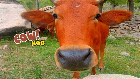 Cute Cow Grazing Grass Cow Moo Cow Funny Video Cow Eating Grass Youtube