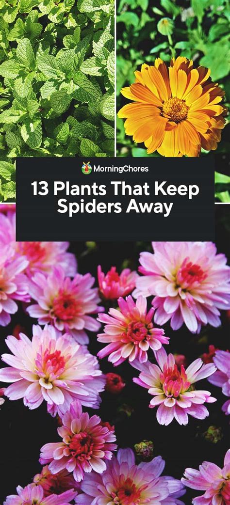 13 Plants That Keep Spiders Away