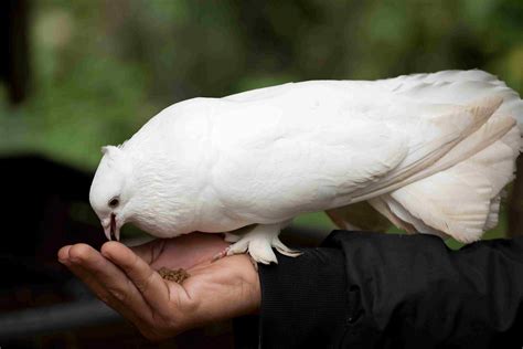 8 Top Low Maintenance Pet Bird Species